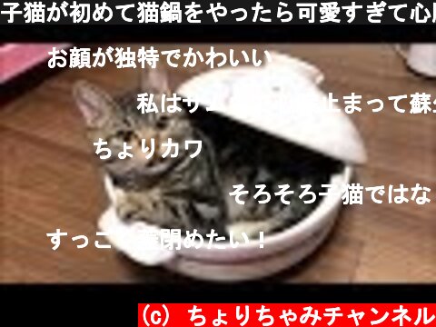 子猫が初めて猫鍋をやったら可愛すぎて心臓が止まるレベルｗ  (c) ちょりちゃみチャンネル